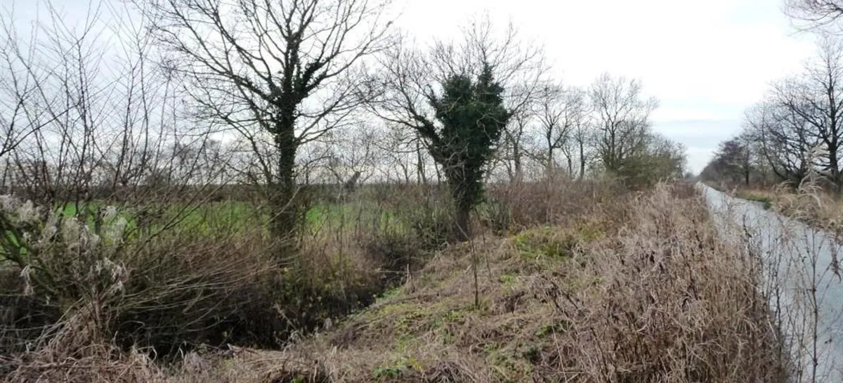 Overgrown vegetation along a road and a line
